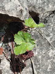 Heuchera richardsonii