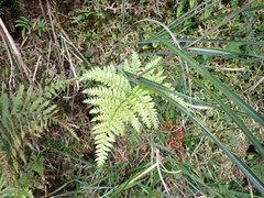 Dryopteris formosana