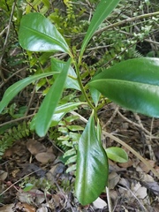 Myrsinoideae