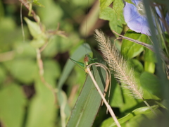 Conocephalus ochrotelus