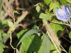 Conocephalus ochrotelus