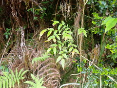 Vaccinium japonicum lasiostemon