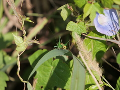 Conocephalus ochrotelus