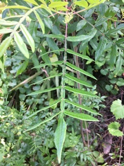 Rhus copallina image