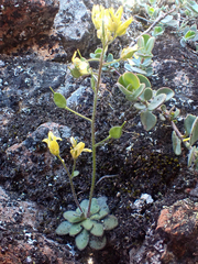 Draba howellii