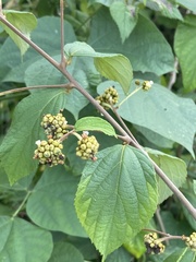 Varronia polycephala