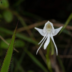Habenaria grandifloriformis
