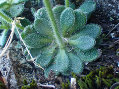 Draba howellii