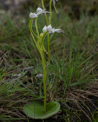 Habenaria grandifloriformis