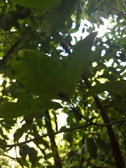 Sideroxylon foetidissimum