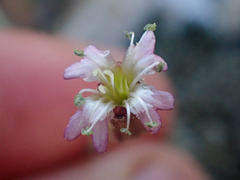 Silene grayi