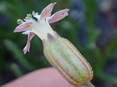 Silene grayi