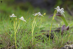 Habenaria grandifloriformis