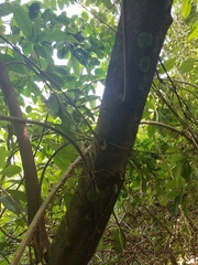 Sideroxylon foetidissimum