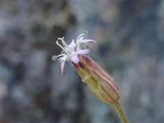 Silene grayi