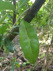 Sideroxylon foetidissimum