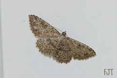 Cyclophora nanaria