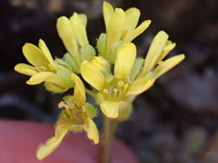 Draba howellii
