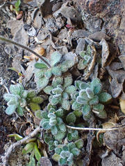 Draba howellii