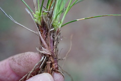 Carex rossii