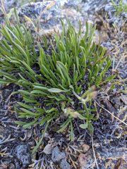 Silene grayi