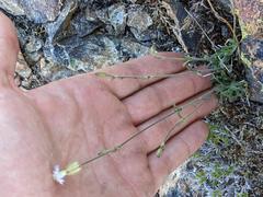 Silene grayi