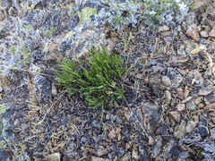 Silene grayi