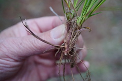 Carex rossii