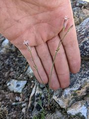 Silene grayi