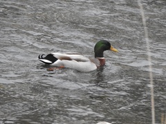 Anas platyrhynchos