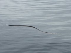 Hydrophis platurus