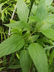 Boehmeria cylindrica image