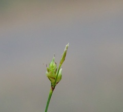 Carex rossii