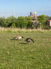 Branta canadensis