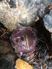 Geoscypha violacea