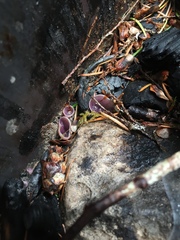 Geoscypha violacea