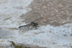Orthetrum triangulare