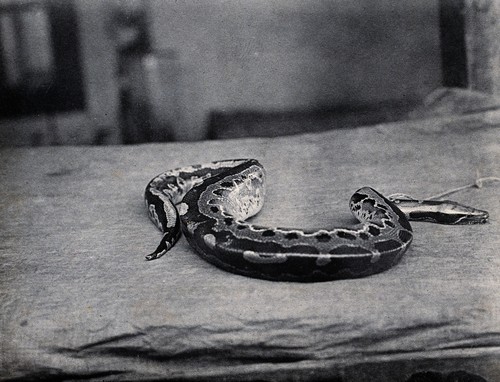 Sumatran Short-tailed Python