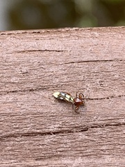 Heteromyia