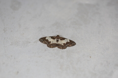 Lomaspilis