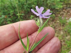 Phlox bifida bifida