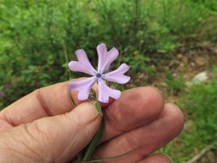 Phlox bifida bifida