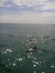 Cephalorhynchus commersonii