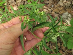 Lithospermum subsetosum