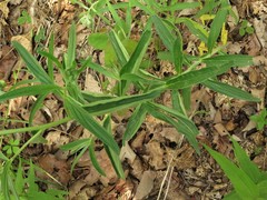 Lithospermum subsetosum