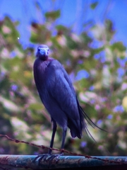 Egretta caerulea