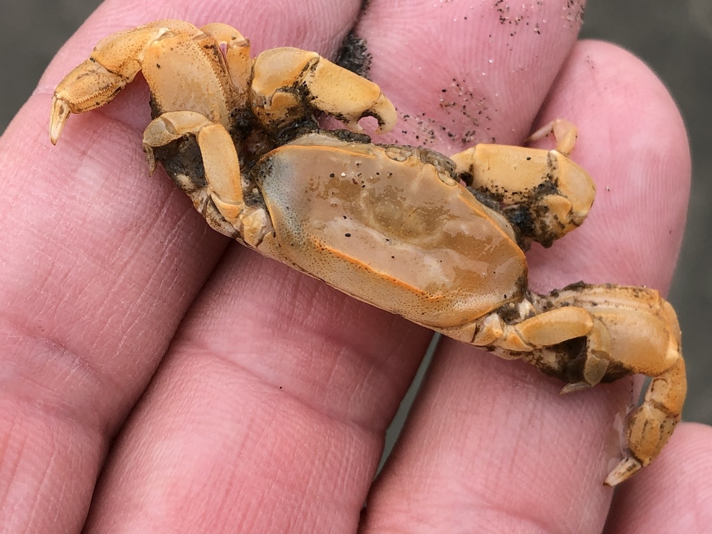 Innkeeper Crab