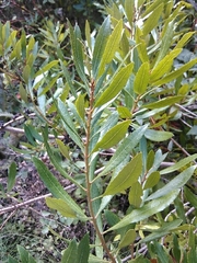 Myricaceae