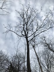 Fraxinus nigra