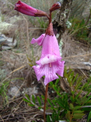 Jacaranda grandifoliolata